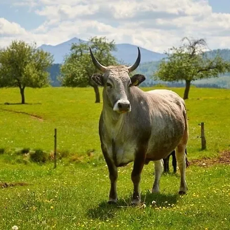 Four-bedroom Bajer Вилла