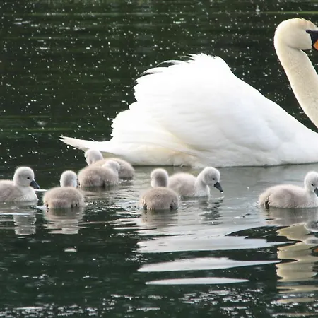 Four-bedroom Bajer Stari Trg pri Lozu