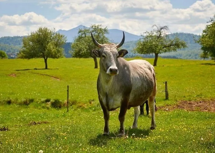 Four-bedroom Bajer Villa