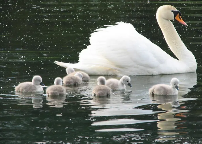 Four-bedroom Bajer Stari Trg pri Lozu